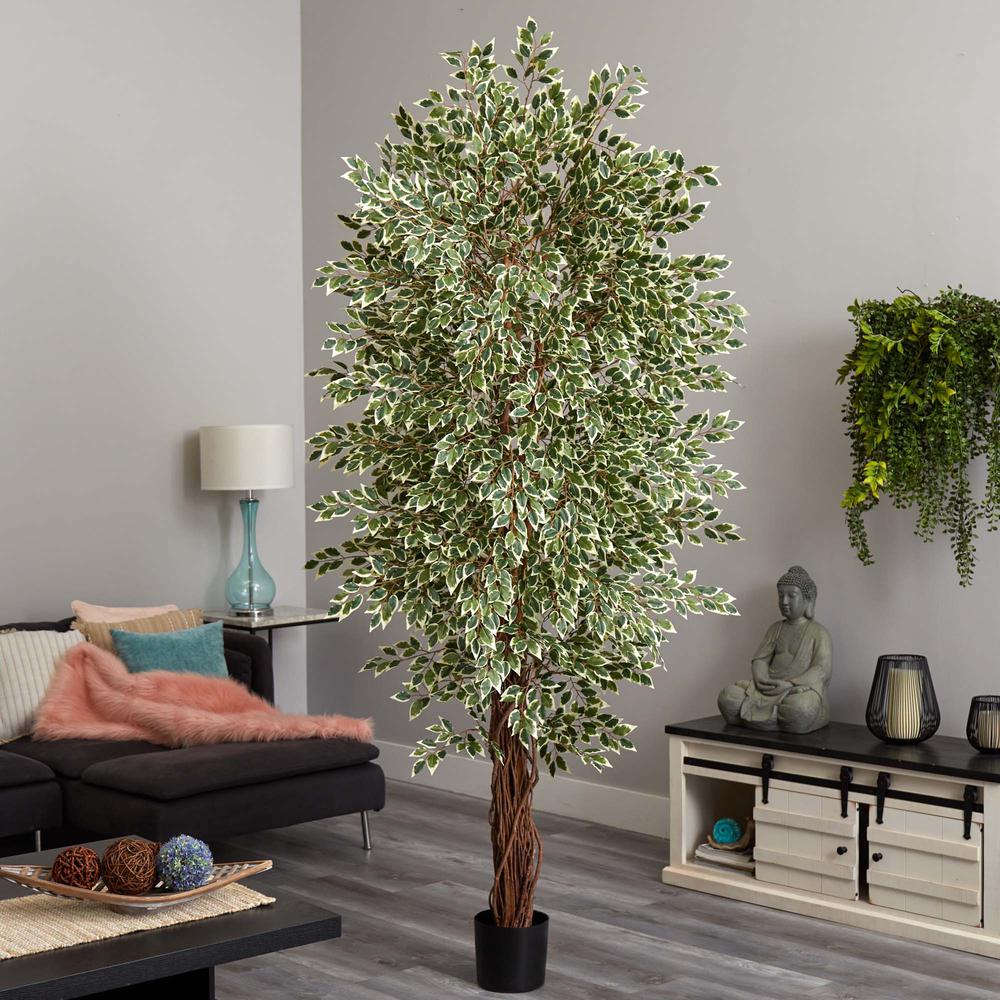 7.5ft. Variegated Mini Ficus Tree. Picture 2
