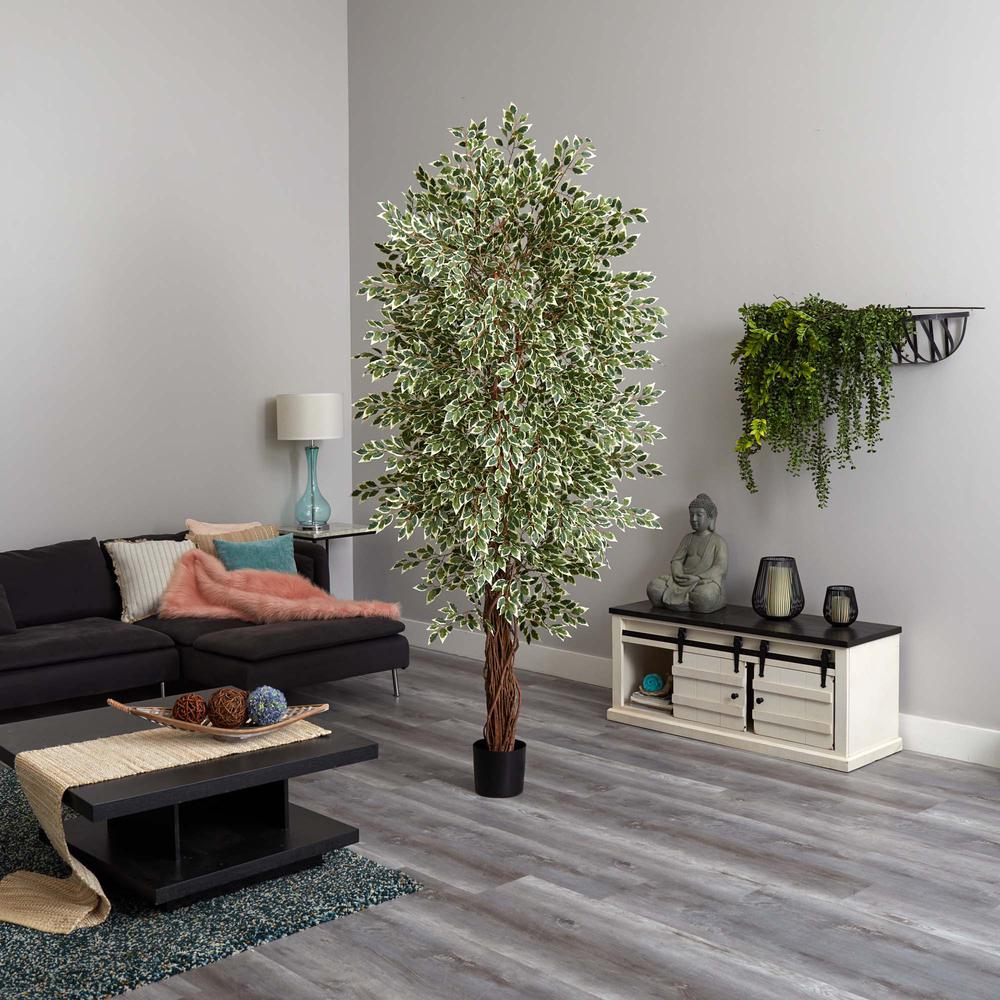 7.5ft. Variegated Mini Ficus Tree. Picture 5