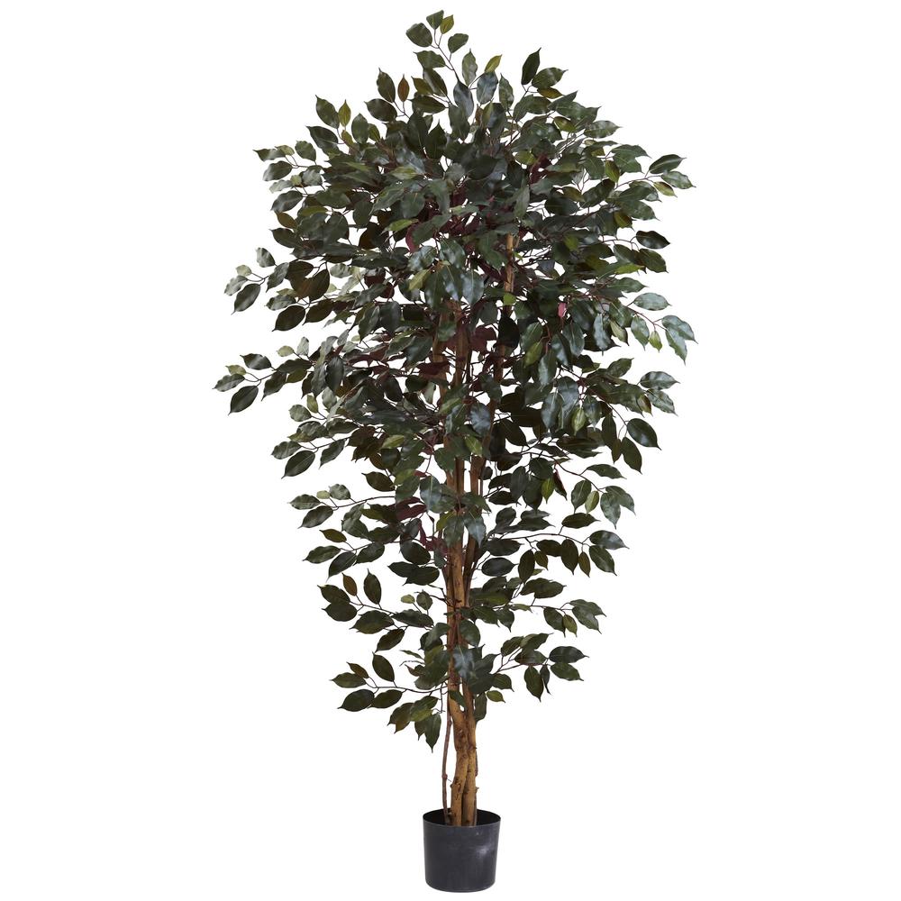6ft. Capensia Ficus Tree. Picture 1