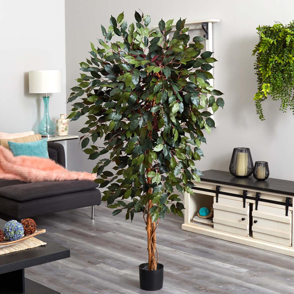 6ft. Capensia Ficus Tree. Picture 2