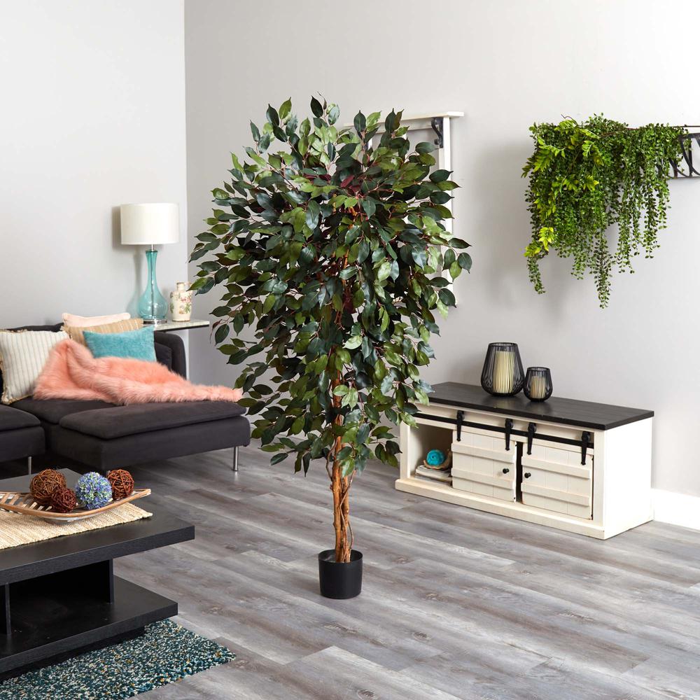 6ft. Capensia Ficus Tree. Picture 3
