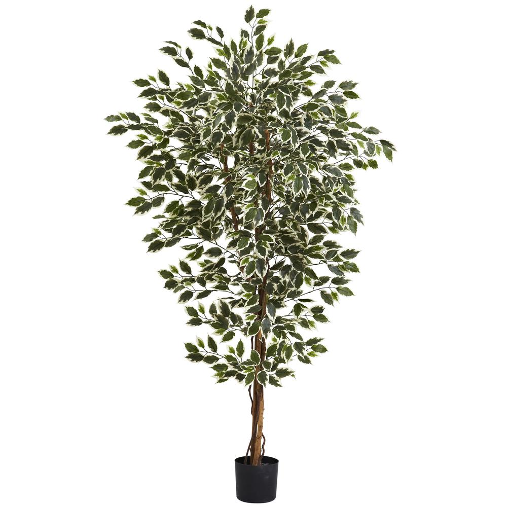 6ft. Hawaiian Ficus Tree. Picture 1