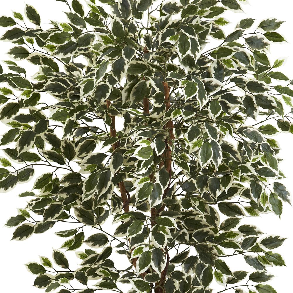 6ft. Hawaiian Ficus Tree. Picture 4