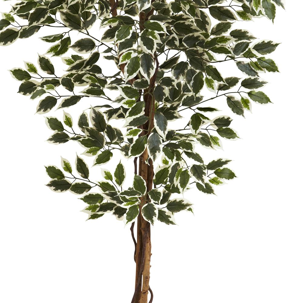 6ft. Hawaiian Ficus Tree. Picture 3