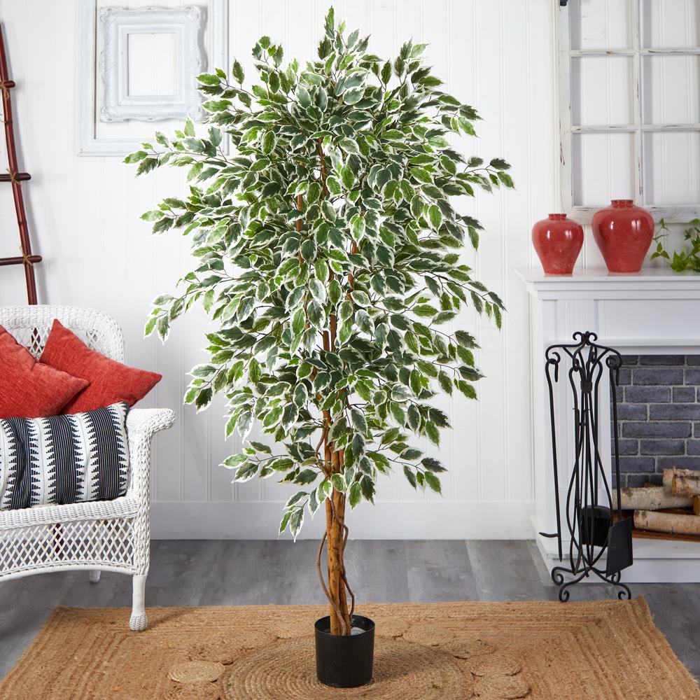 6ft. Hawaiian Ficus Tree. Picture 5