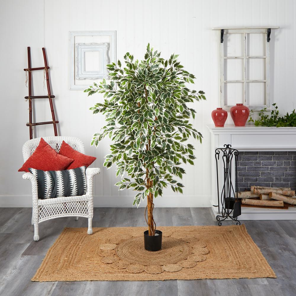 6ft. Hawaiian Ficus Tree. Picture 2