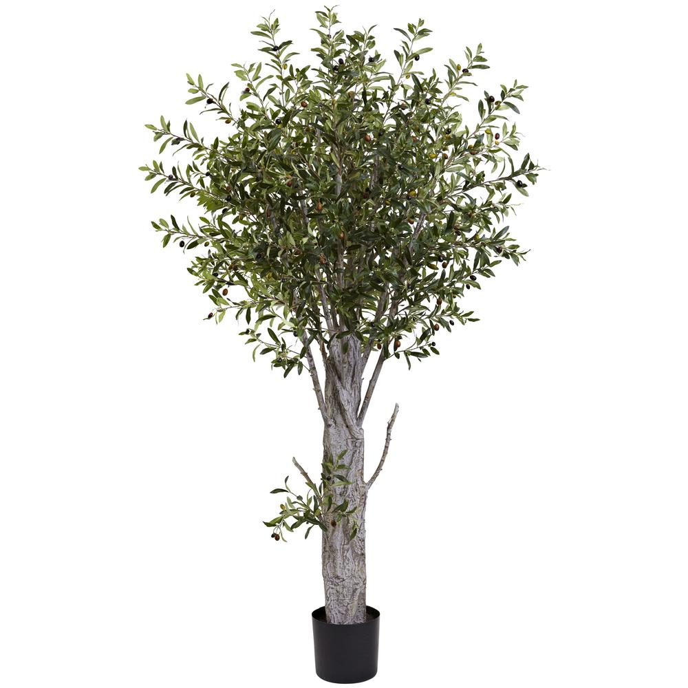 6ft. Olive Tree. Picture 1
