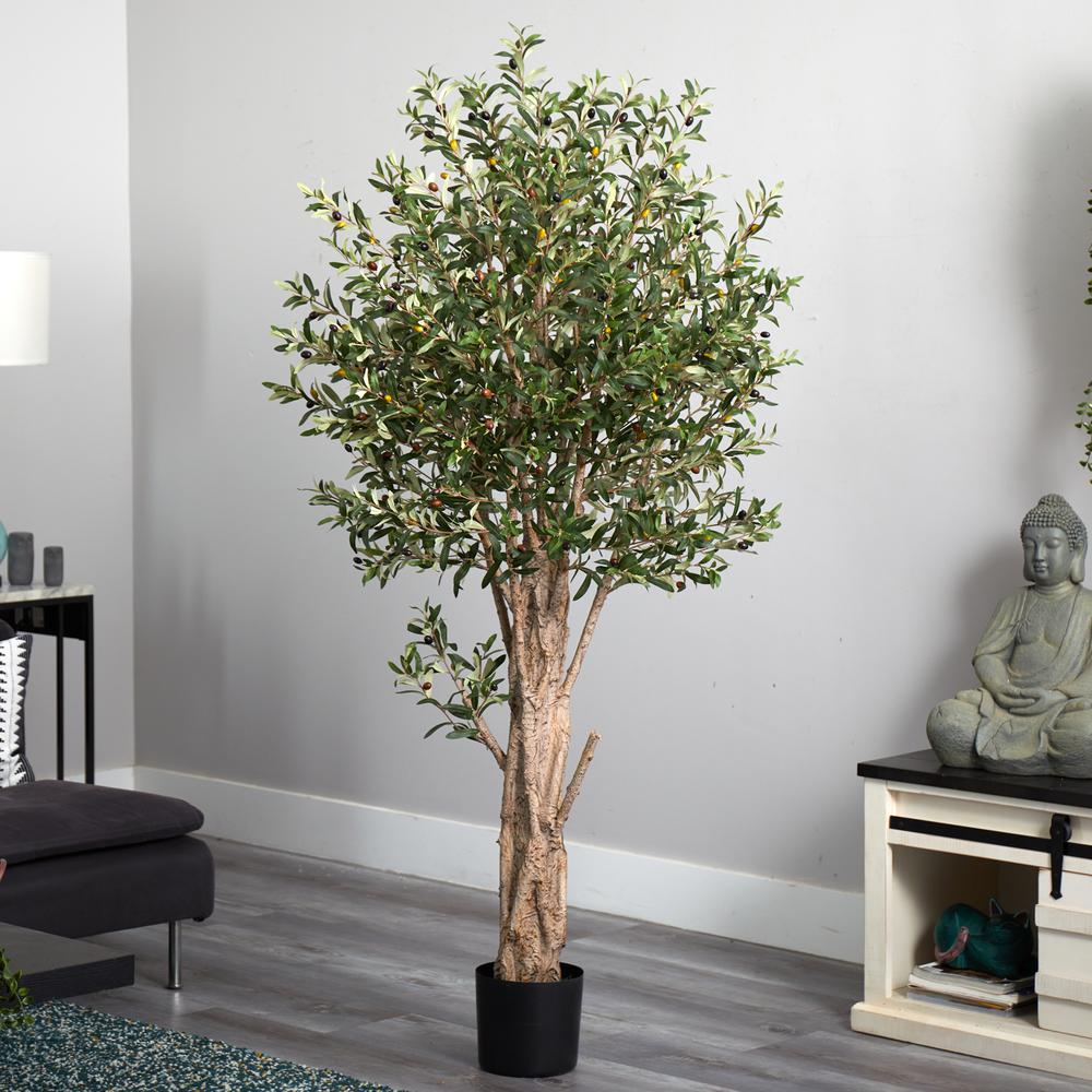 6ft. Olive Tree. Picture 3