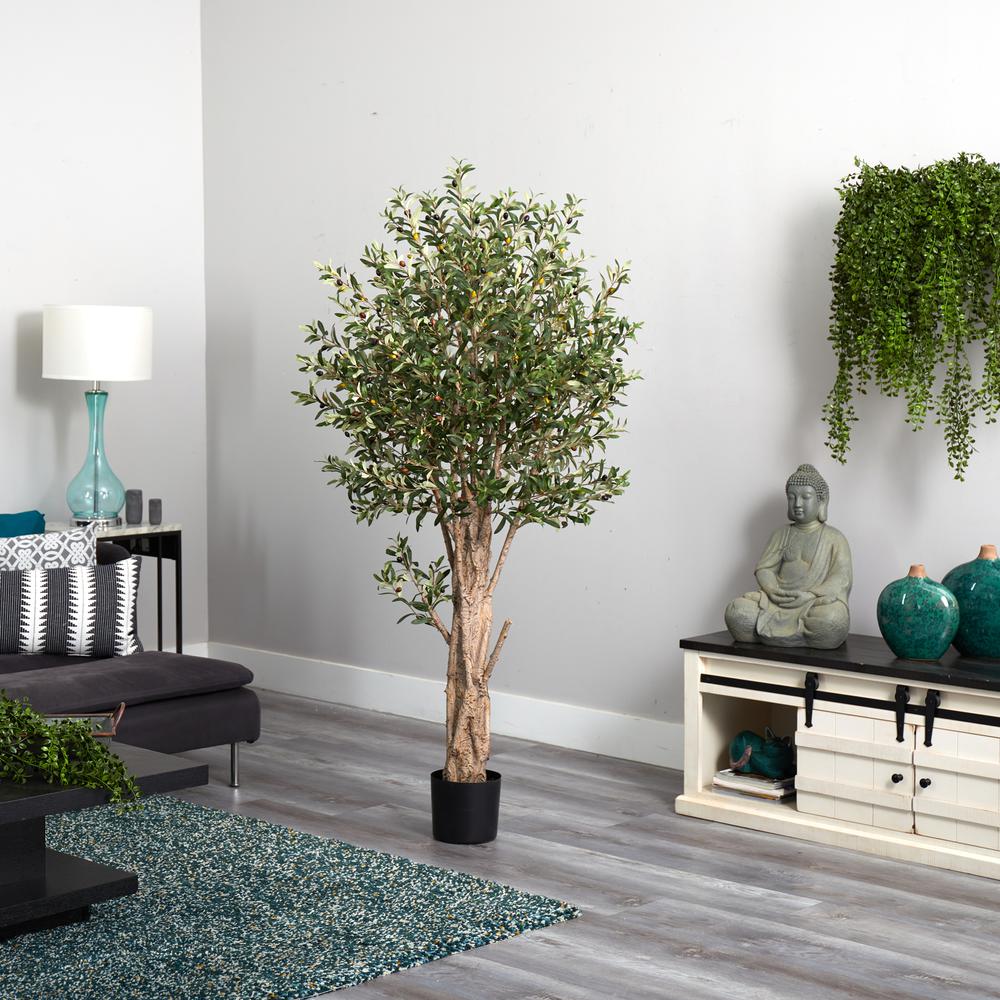 6ft. Olive Tree. Picture 2