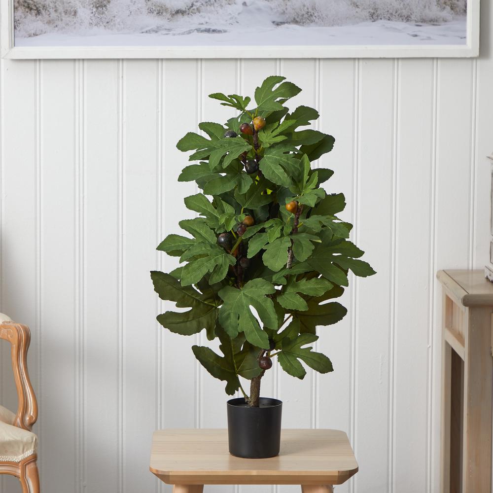 32in. Fig Tree with 15 Figs. Picture 5