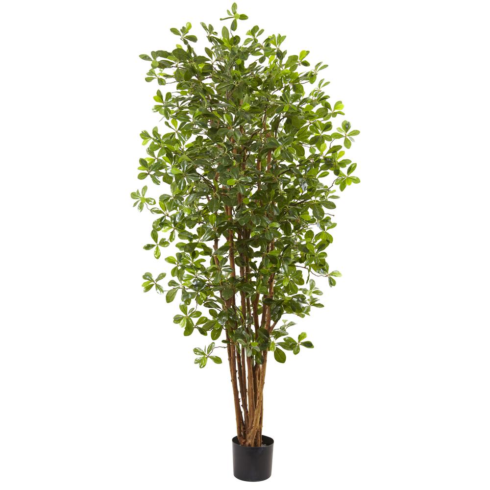 6ft. Black Olive Silk Tree. Picture 1