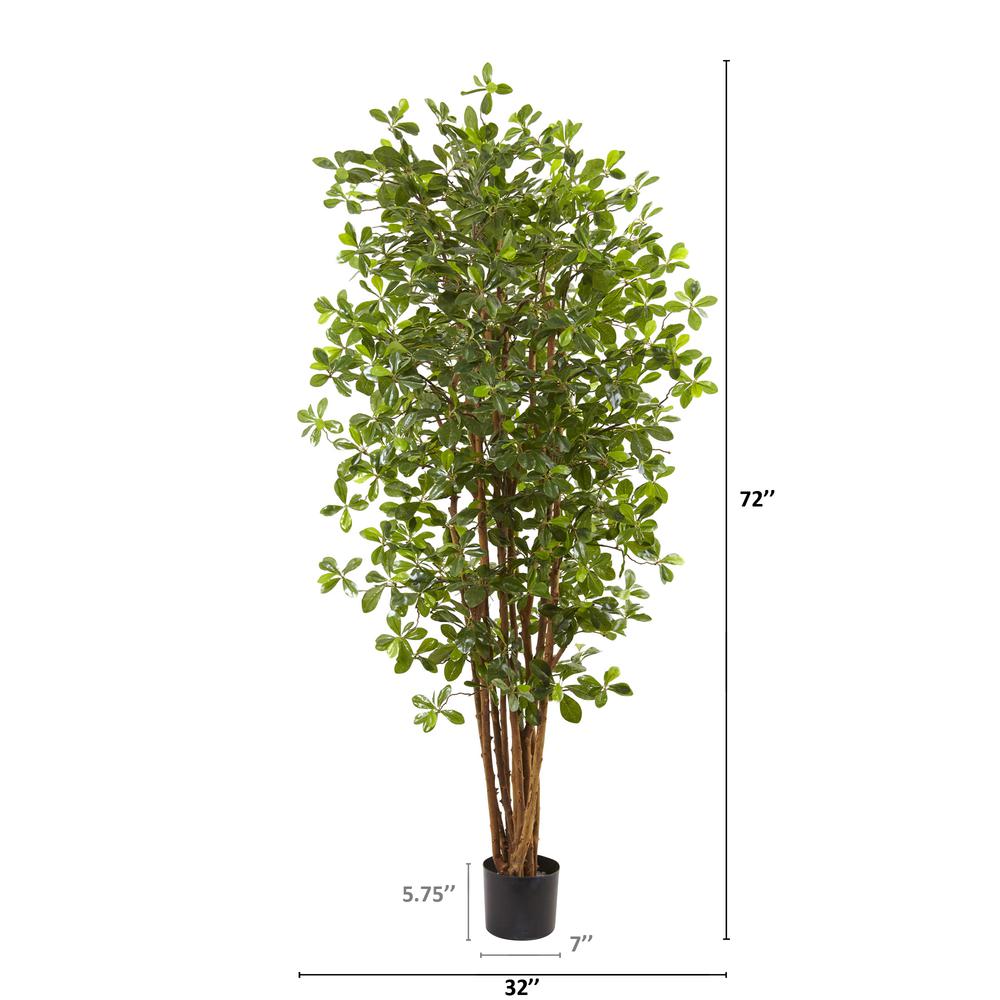 6ft. Black Olive Silk Tree. Picture 7