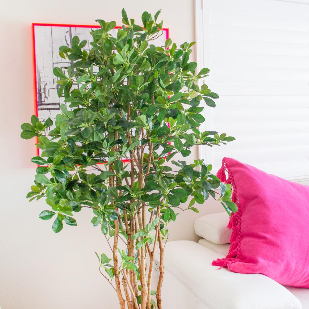 6ft. Black Olive Silk Tree. Picture 4