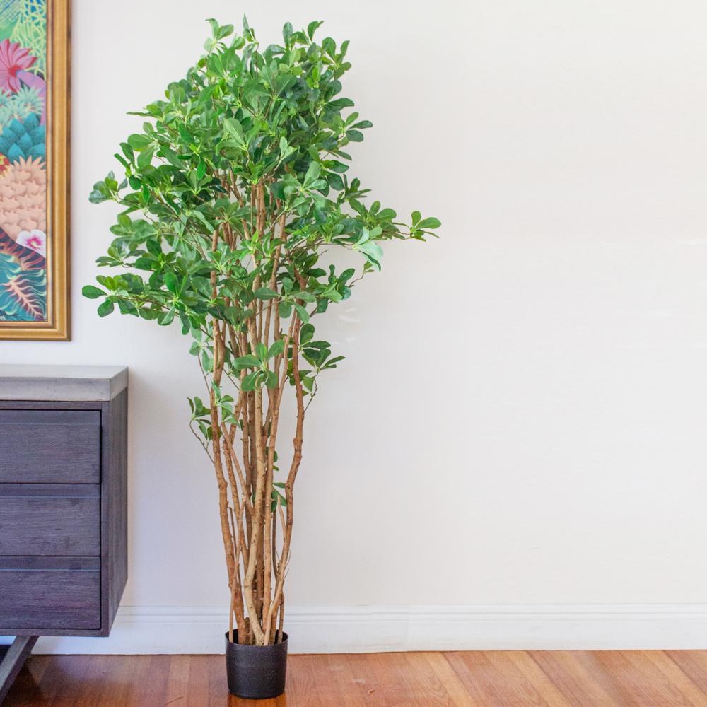 6ft. Black Olive Silk Tree. Picture 2