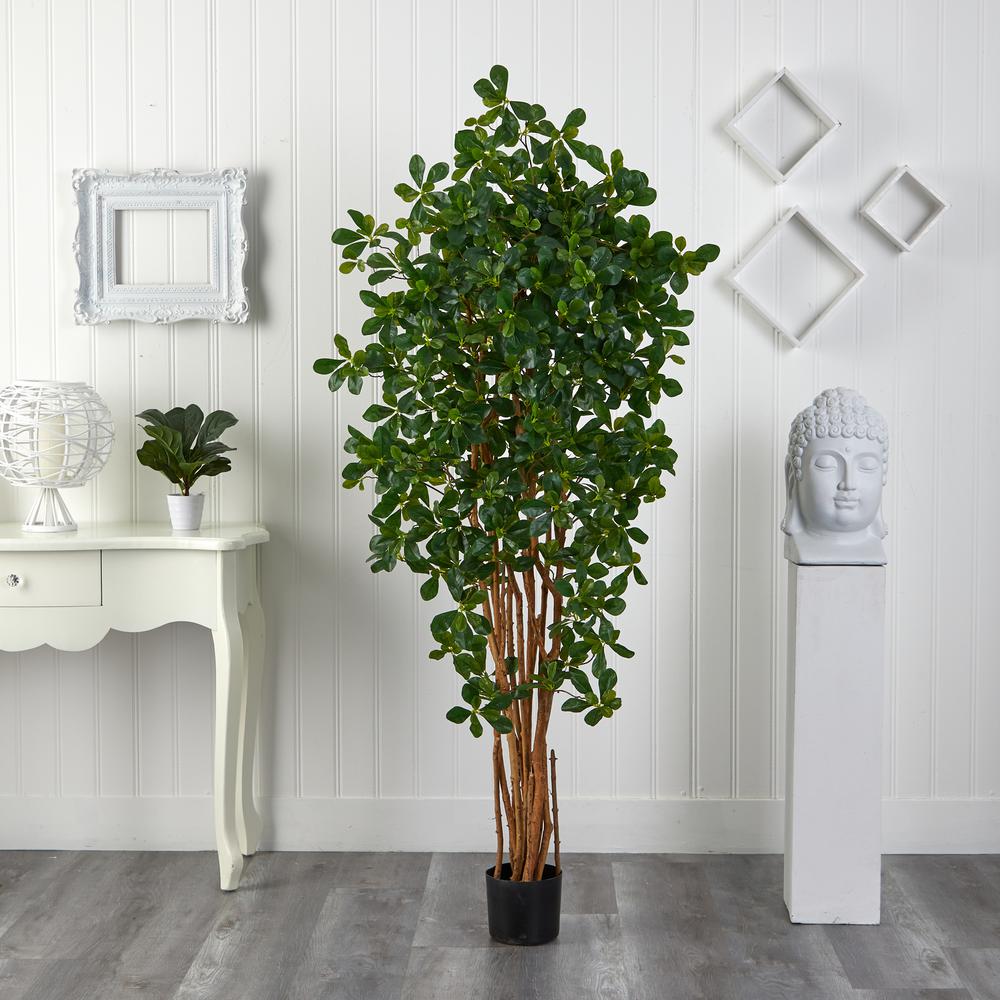 6ft. Black Olive Silk Tree. Picture 3