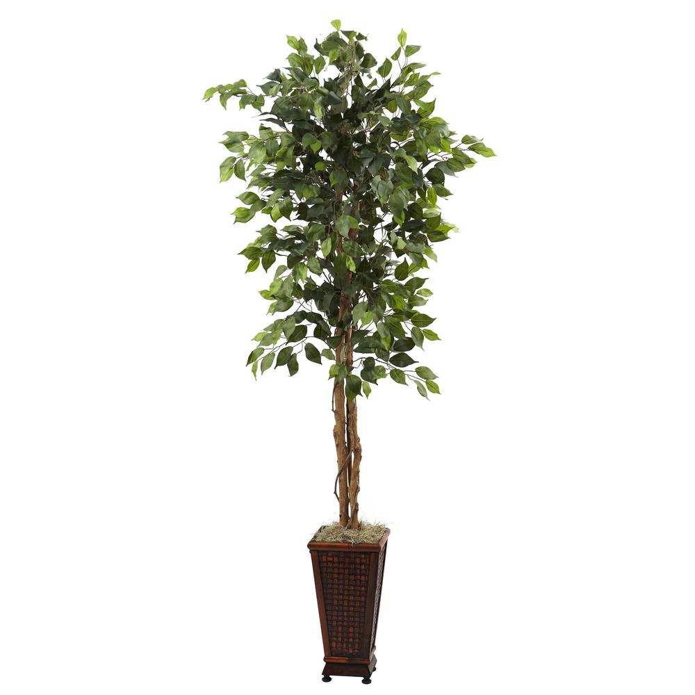 6.5ft. Ficus with Decorative Planter. Picture 1