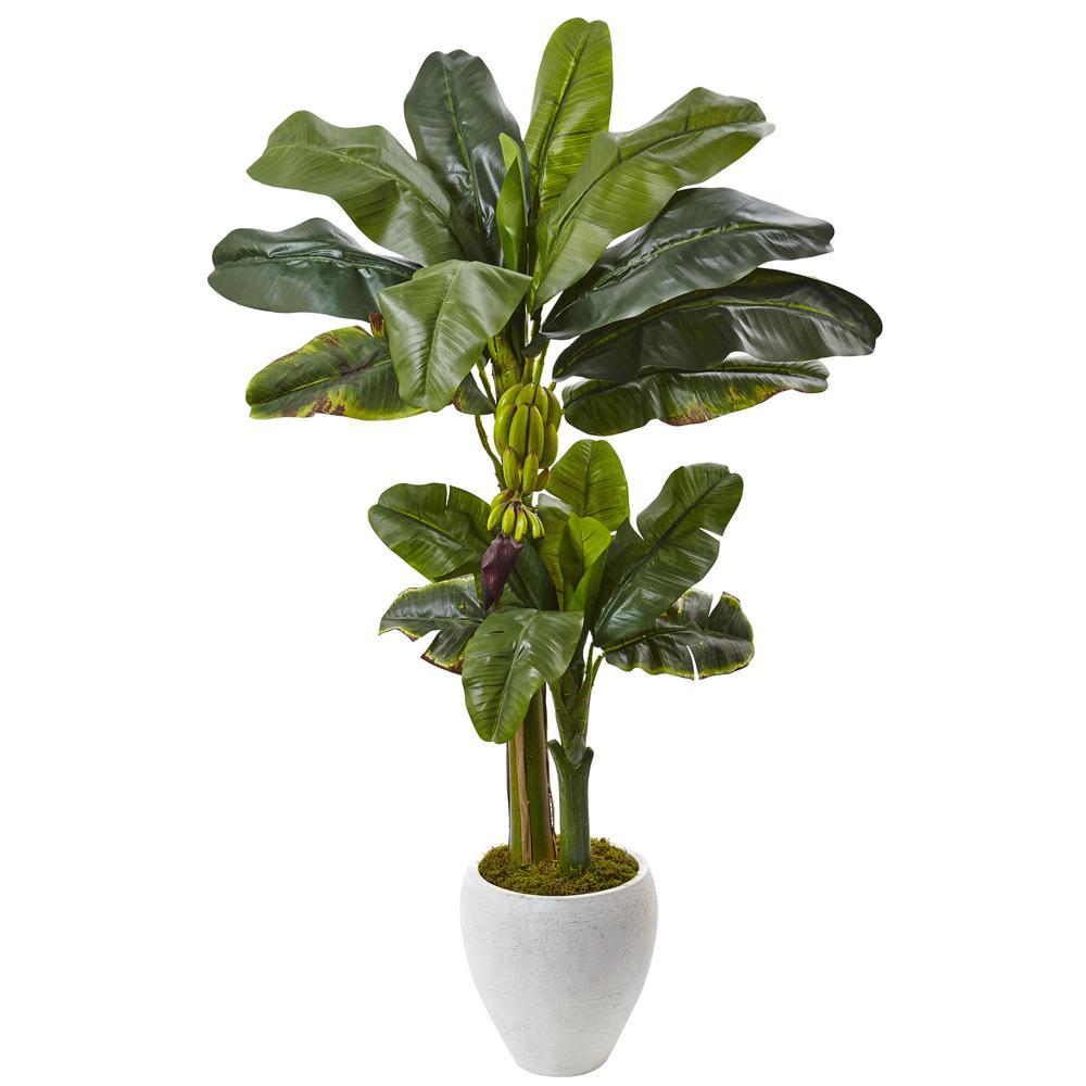 5ft. Double Stalk Banana Tree in White Planter. Picture 1