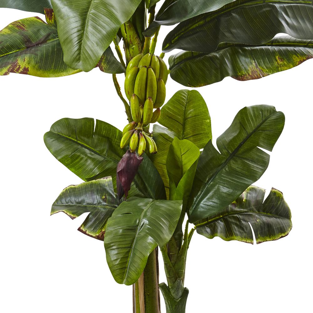5ft. Double Stalk Banana Tree in White Planter. Picture 2