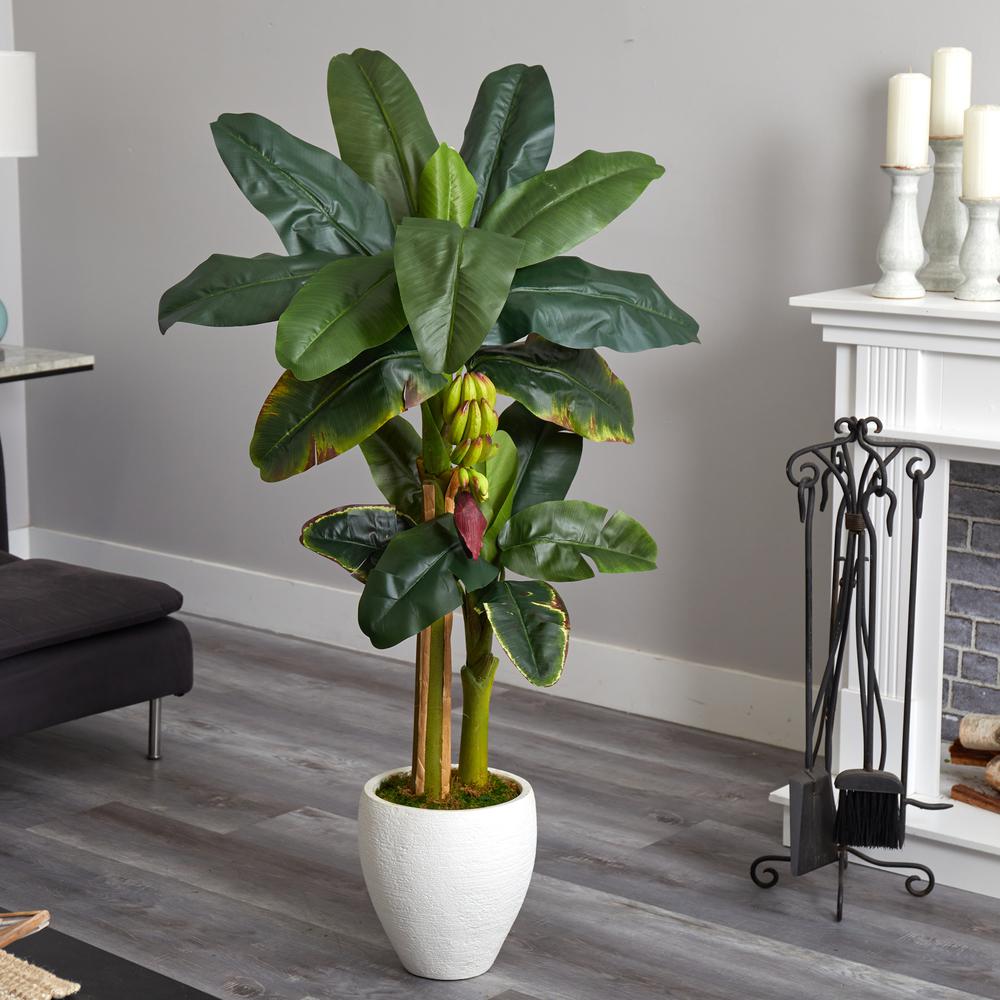 5ft. Double Stalk Banana Tree in White Planter. Picture 4