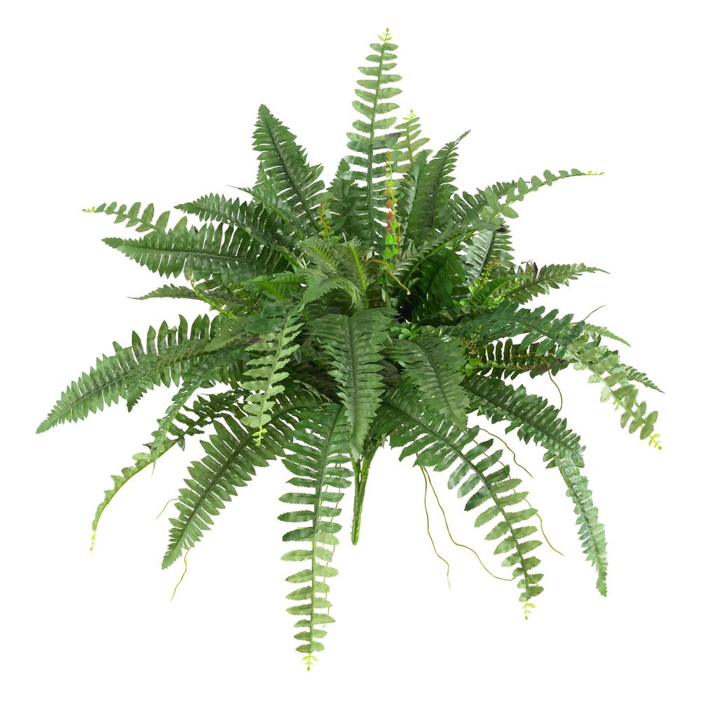 40in. Boston Fern (Set of 2). Picture 1