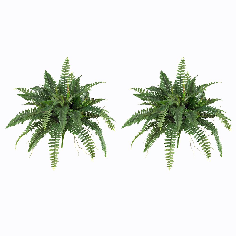 40in. Boston Fern (Set of 2). Picture 2
