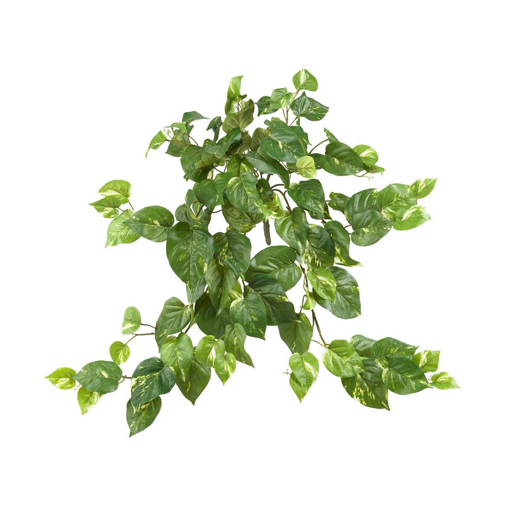 30in. Pothos Hanging Bush (Set of 3). Picture 1