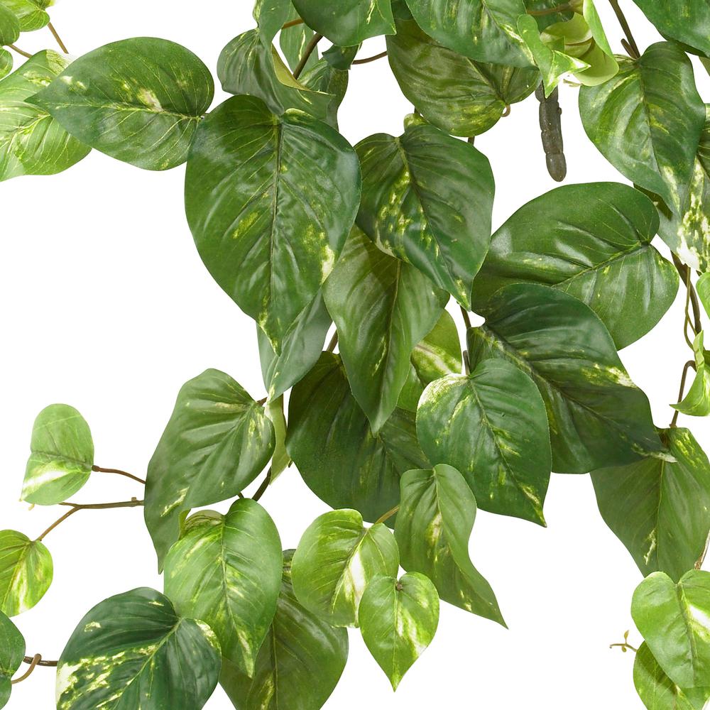 30in. Pothos Hanging Bush (Set of 3). Picture 2