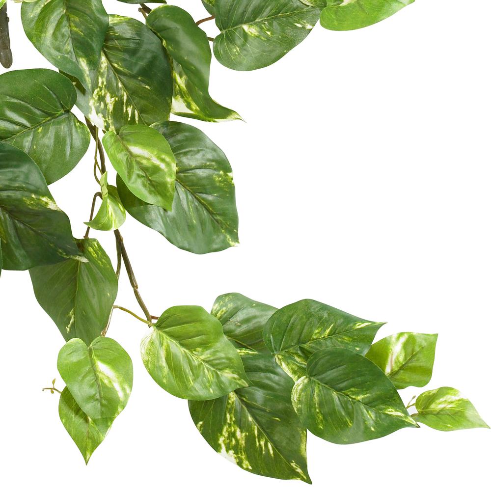30in. Pothos Hanging Bush (Set of 3). Picture 3