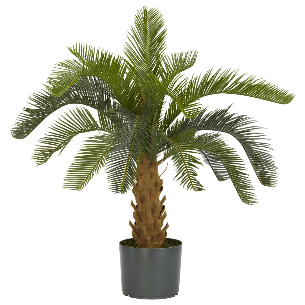 Cycas Silk Plant. Picture 1