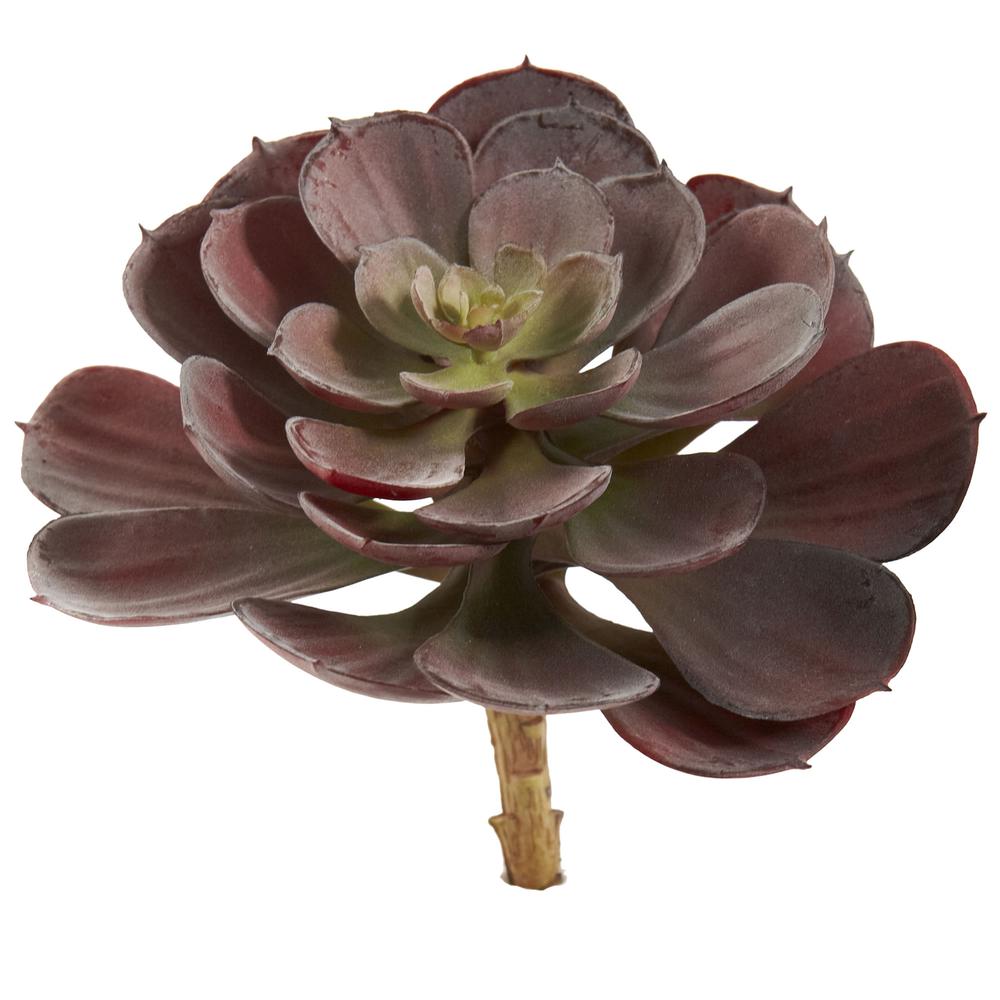 6in. Echeveria Succulent (Set of 12). Picture 2