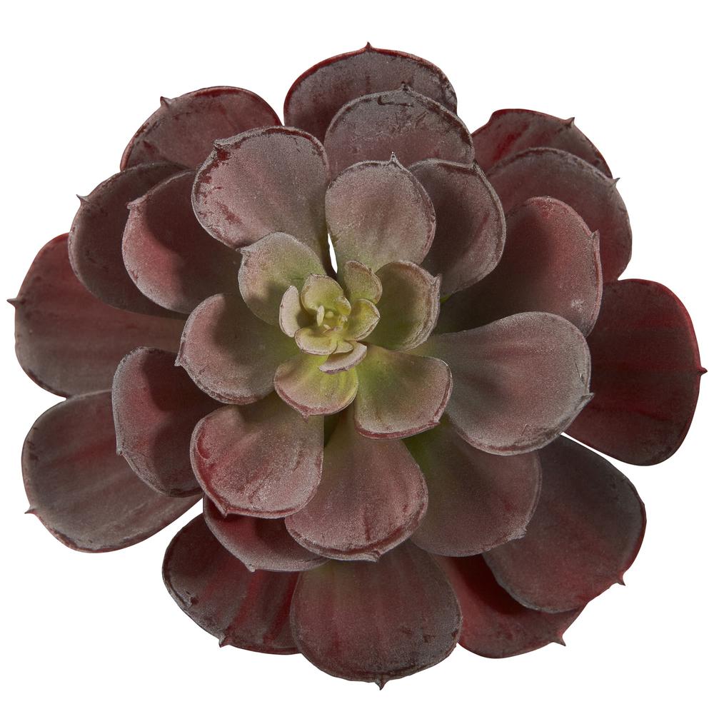 6in. Echeveria Succulent (Set of 12). Picture 3