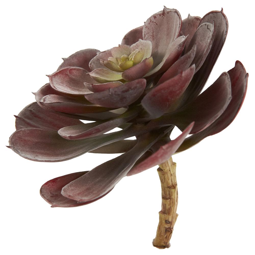 6in. Echeveria Succulent (Set of 12). Picture 4
