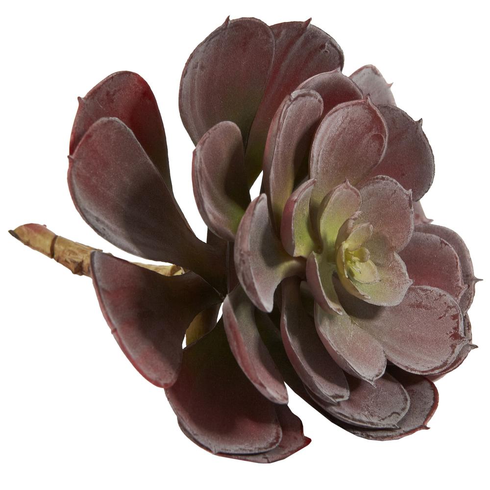 6in. Echeveria Succulent (Set of 12). Picture 5