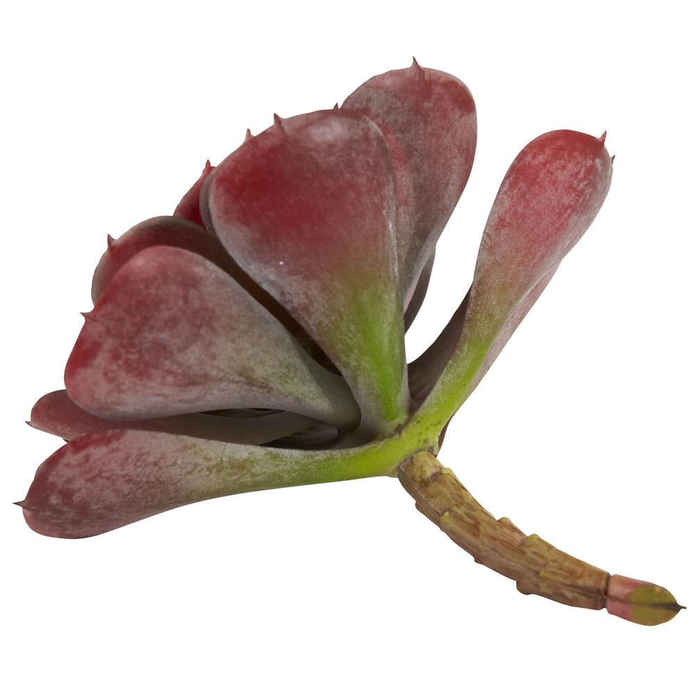 6in. Echeveria Succulent (Set of 12). Picture 6