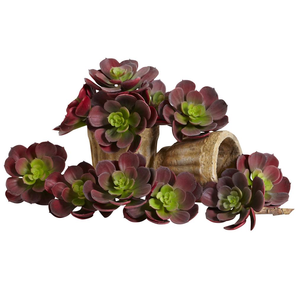 5in. Echeveria Succulent Plant (Set of 12). Picture 1