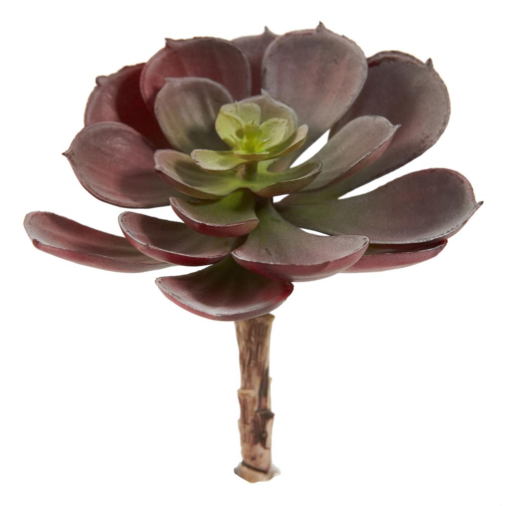 5in. Echeveria Succulent Plant (Set of 12). Picture 9