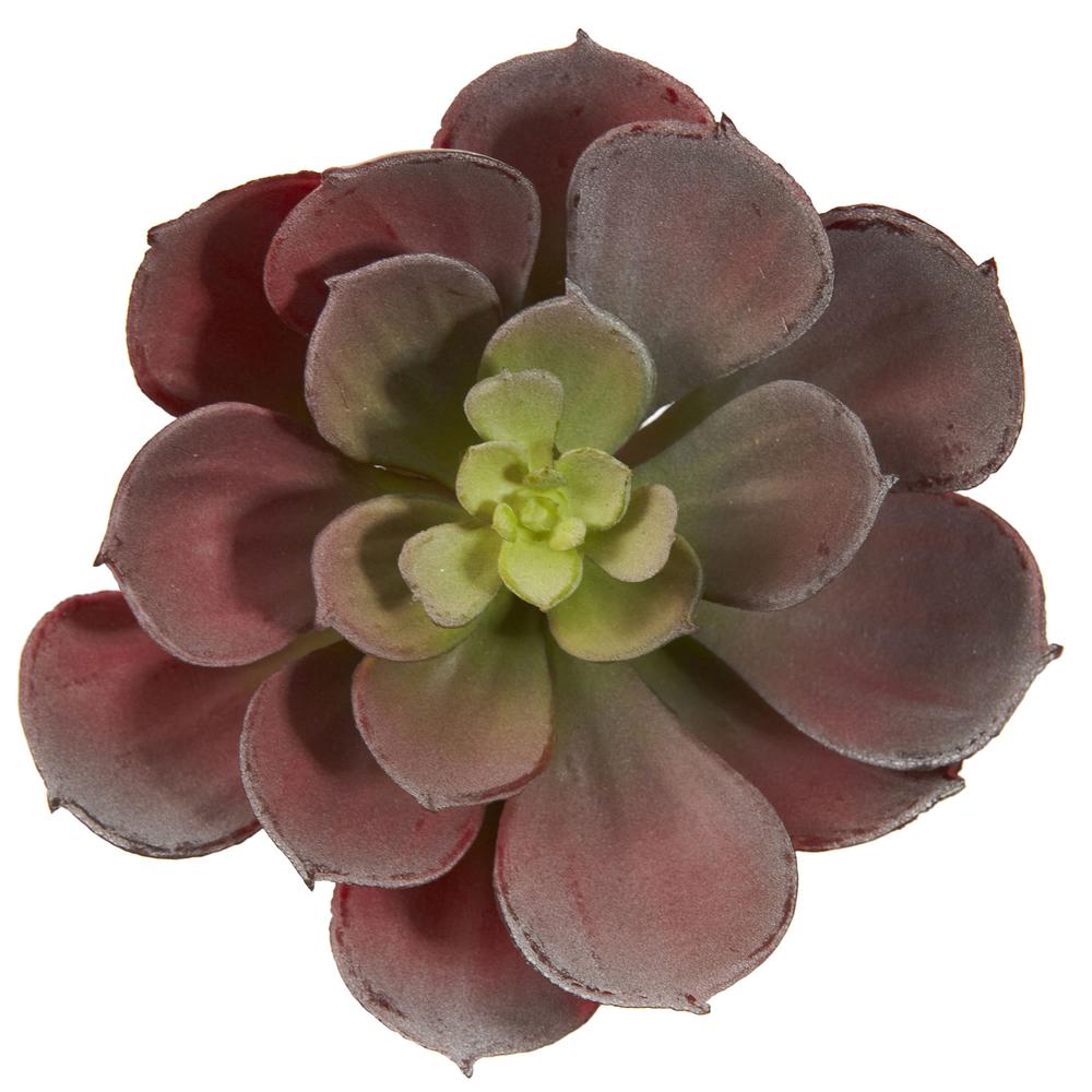 5in. Echeveria Succulent Plant (Set of 12). Picture 6