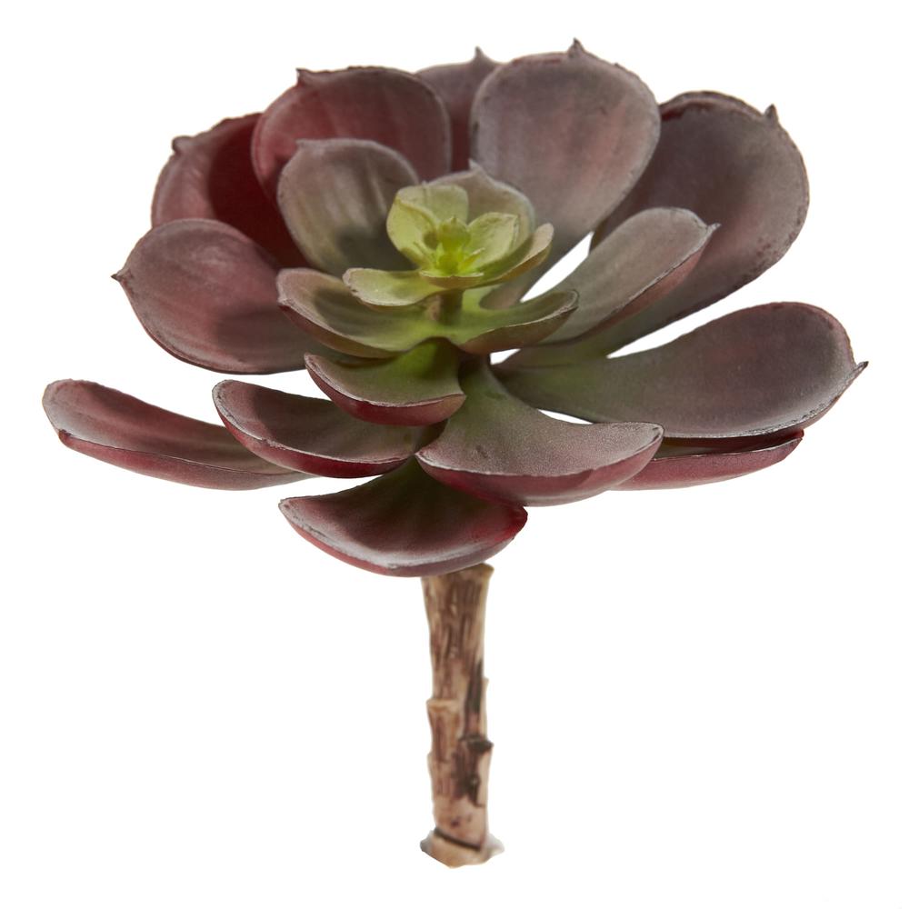 5in. Echeveria Succulent Plant (Set of 12). Picture 3