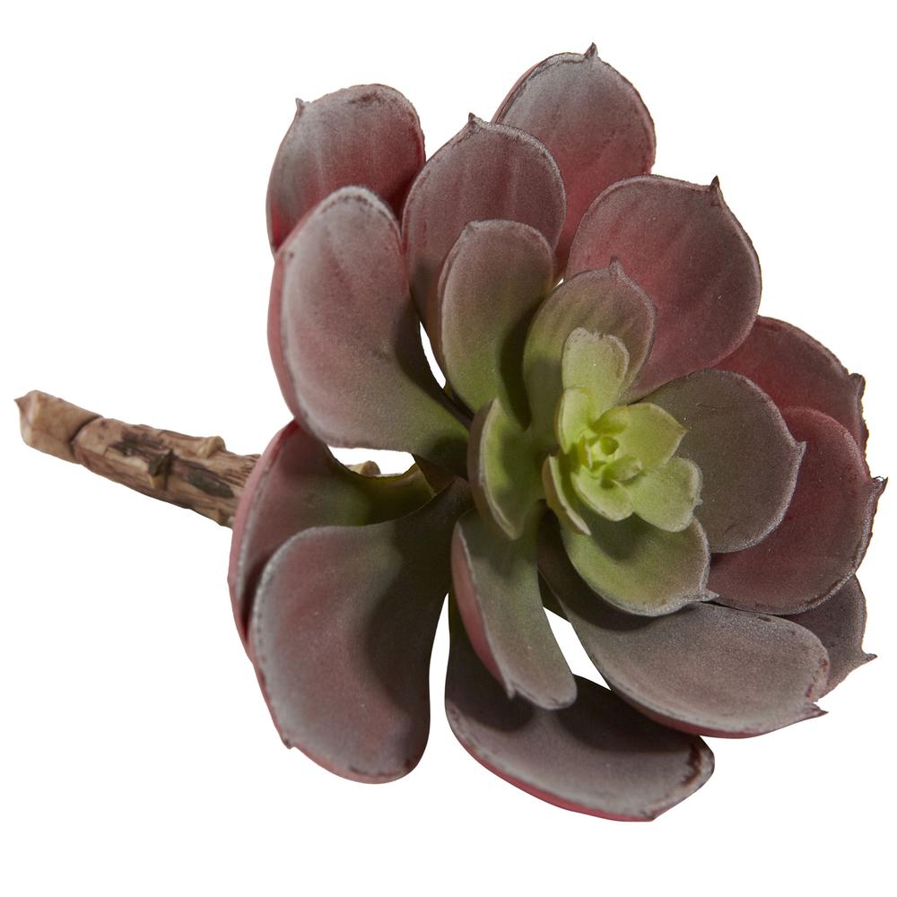 5in. Echeveria Succulent Plant (Set of 12). Picture 4