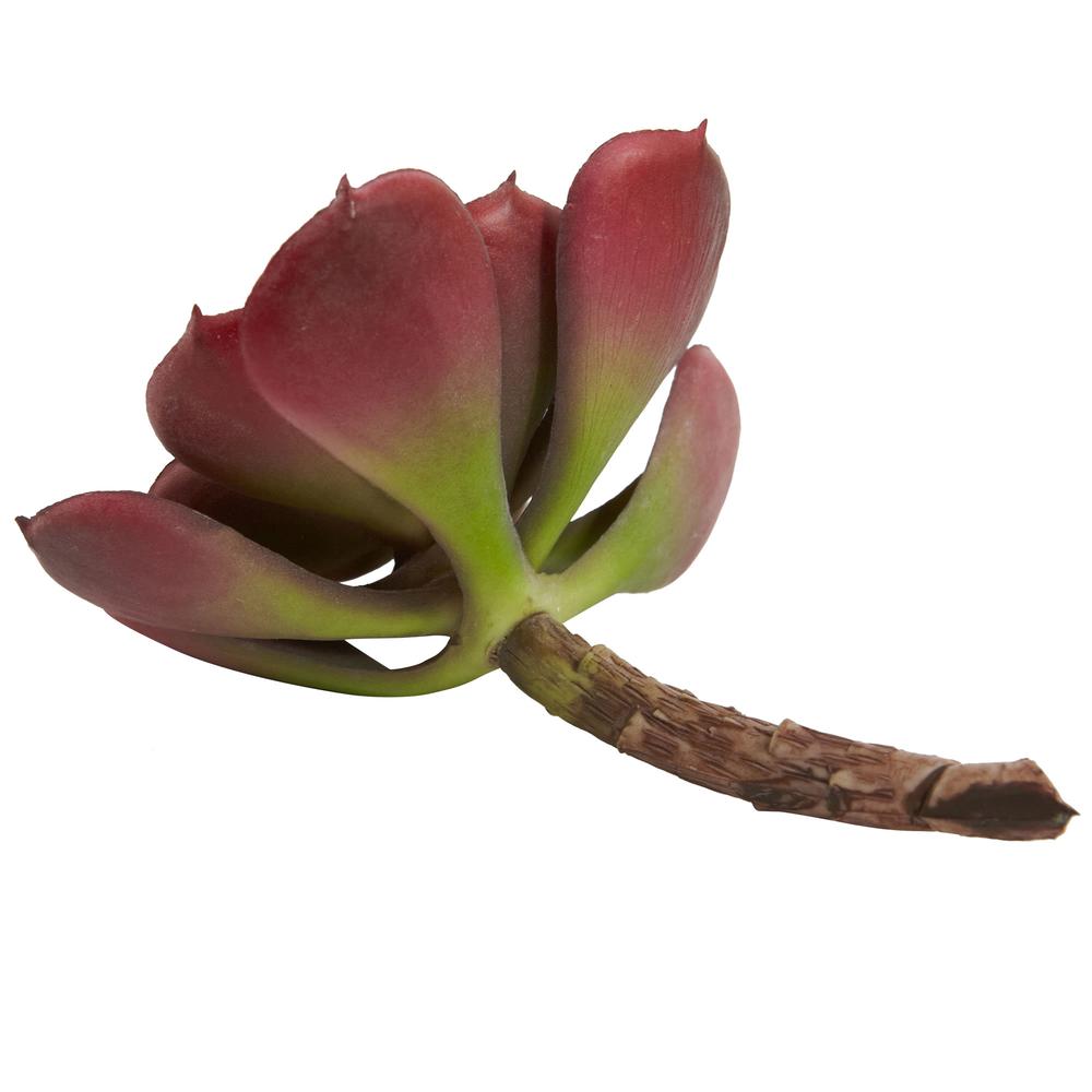 5in. Echeveria Succulent Plant (Set of 12). Picture 8