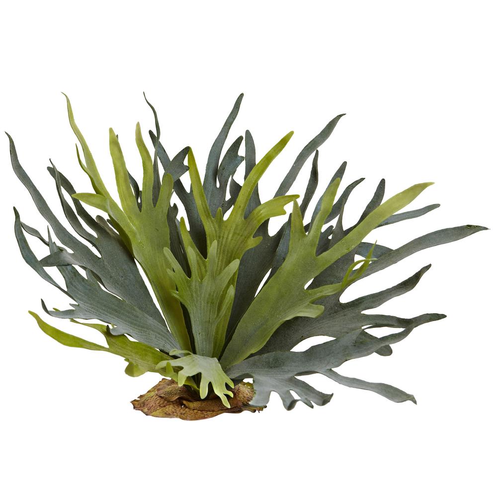 21in. Staghorn Fern (Set of 2). Picture 1