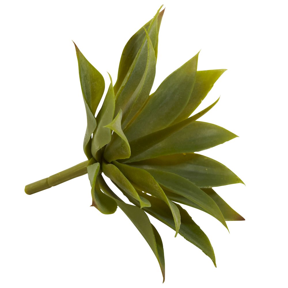Mini Agave Succulent Plant (Set of 12). Picture 4