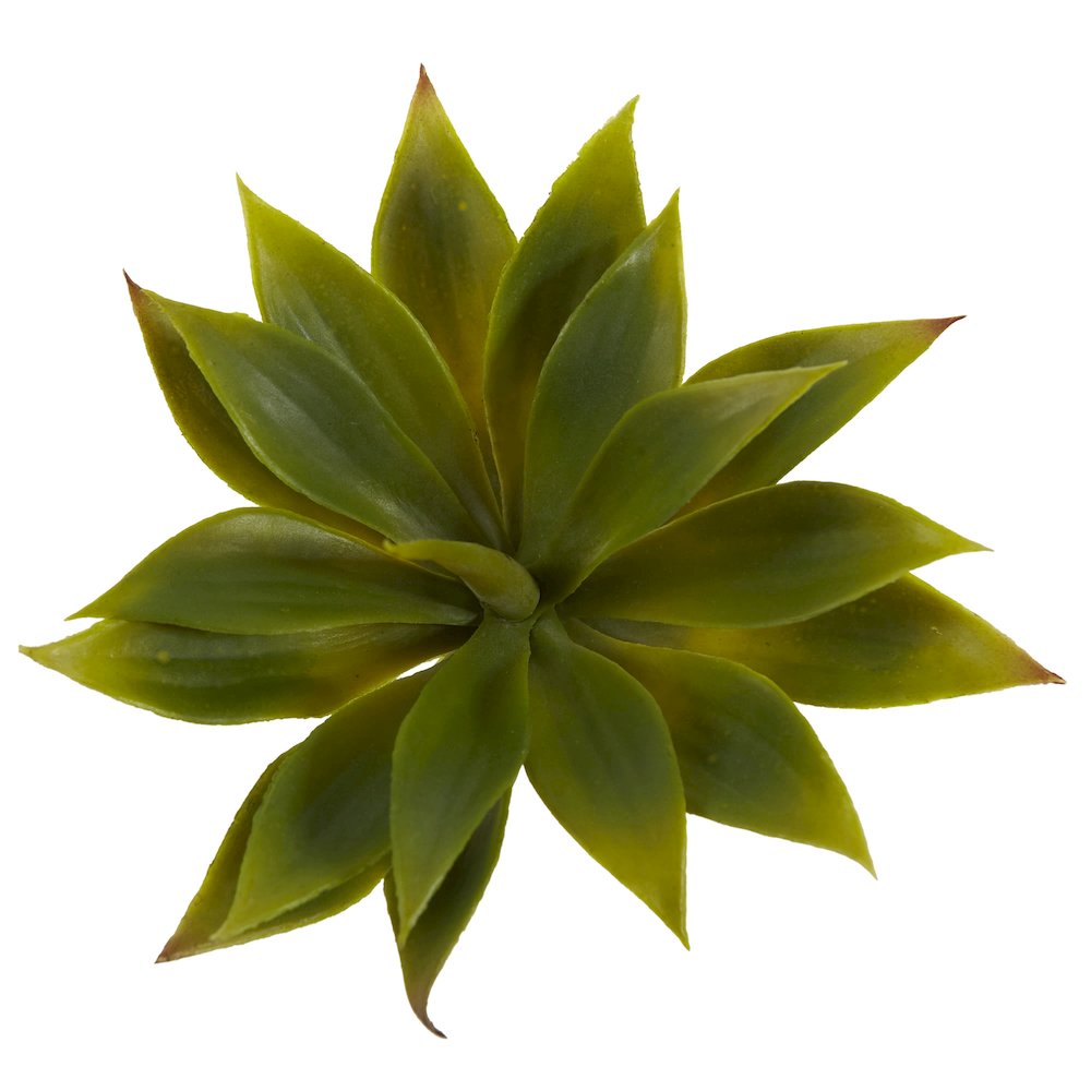 Mini Agave Succulent Plant (Set of 12). Picture 3