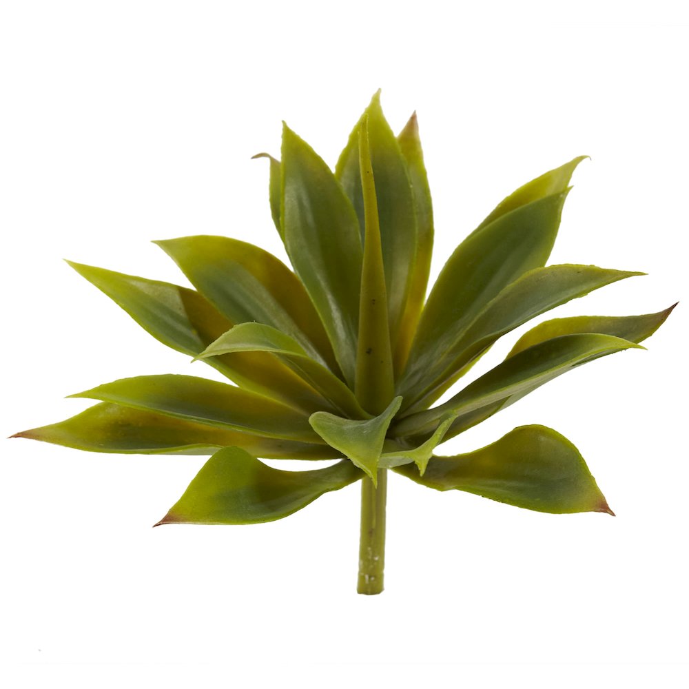 Mini Agave Succulent Plant (Set of 12). Picture 2