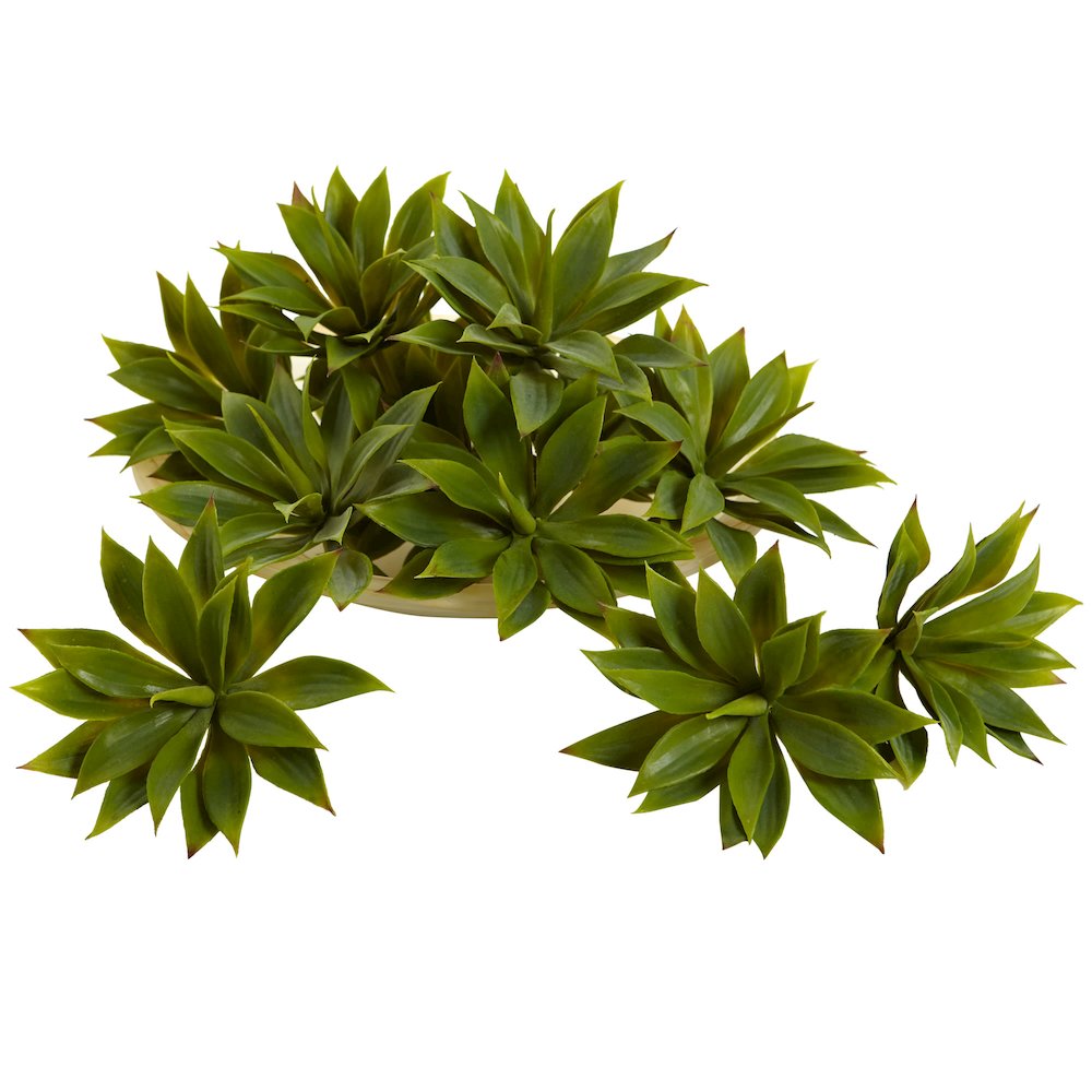 Mini Agave Succulent Plant (Set of 12). Picture 1