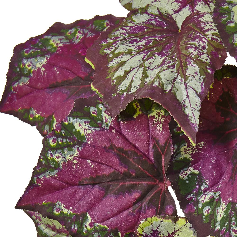 Wax Begonia Bush (Set of 6). Picture 3