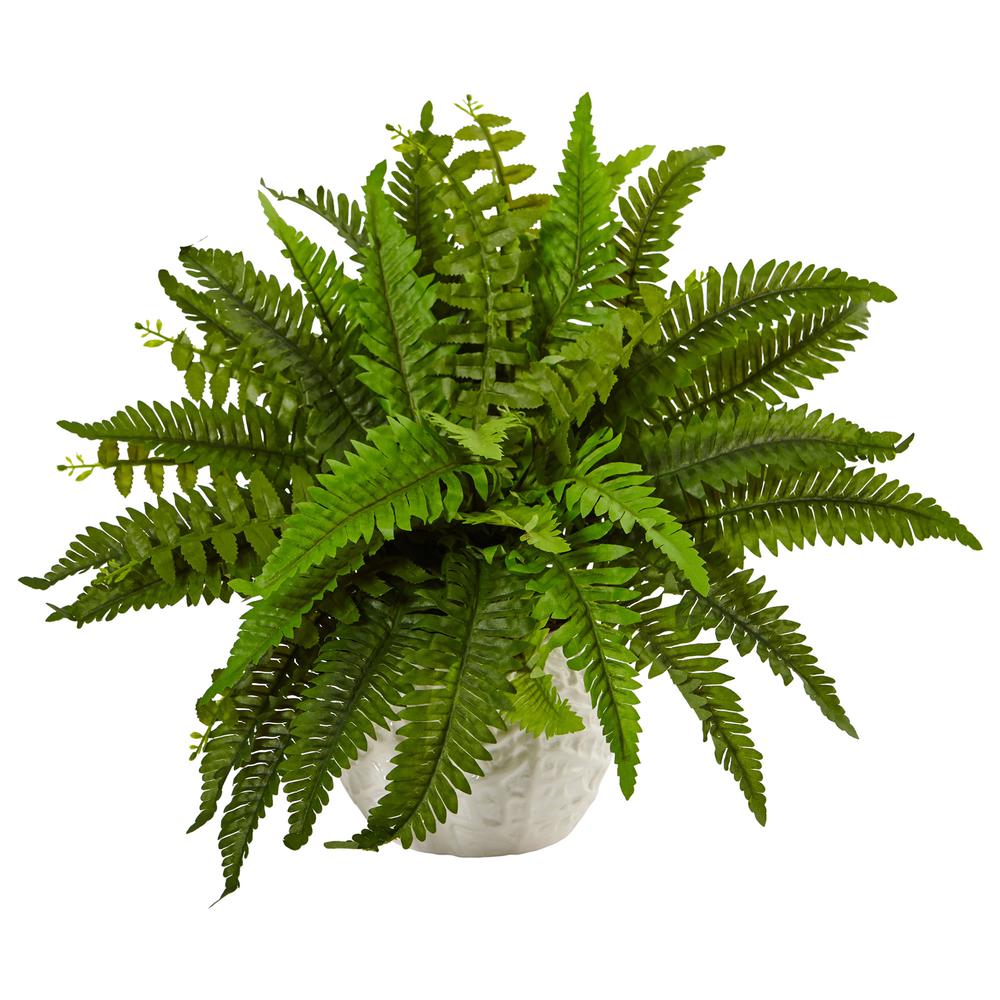 Boston Fern in White Planter. Picture 1