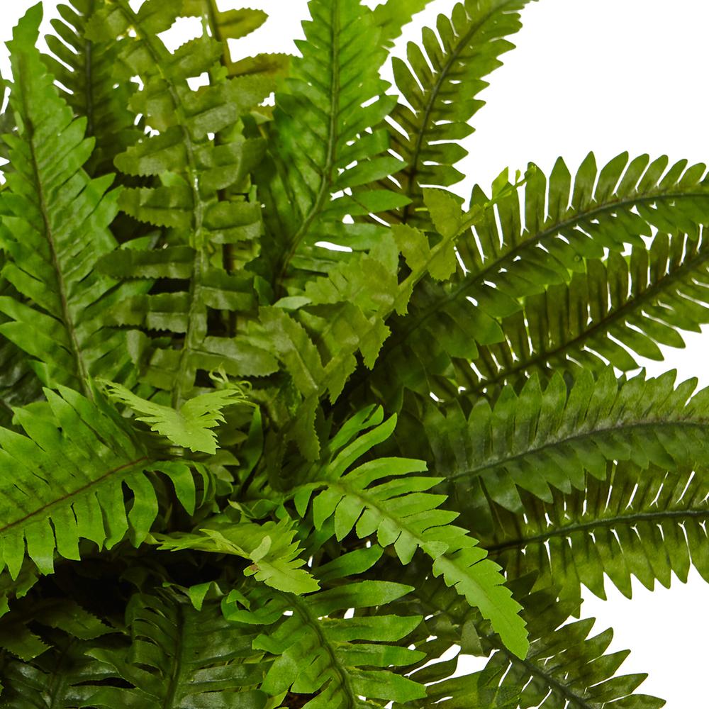 Boston Fern in White Planter. Picture 3