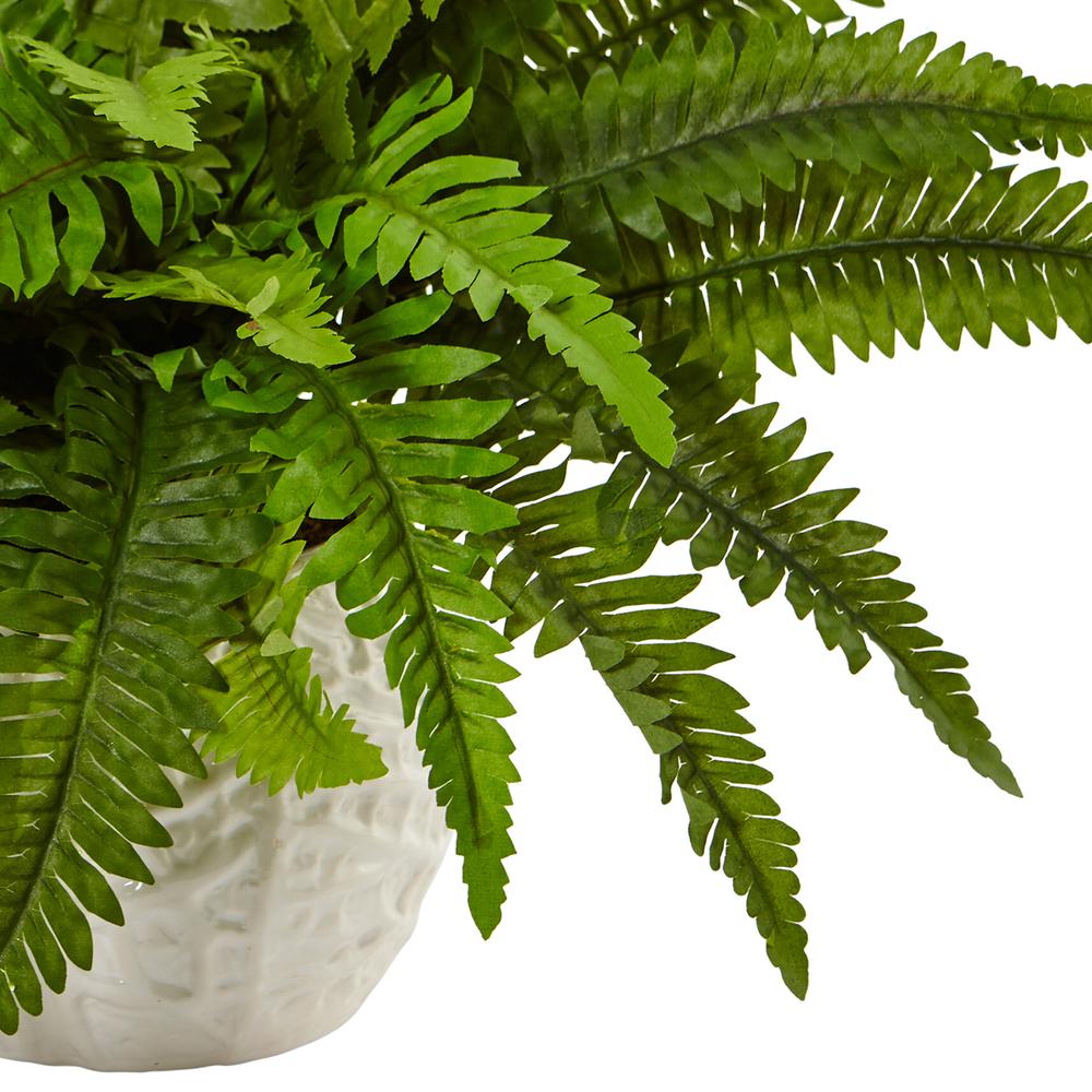Boston Fern in White Planter. Picture 2