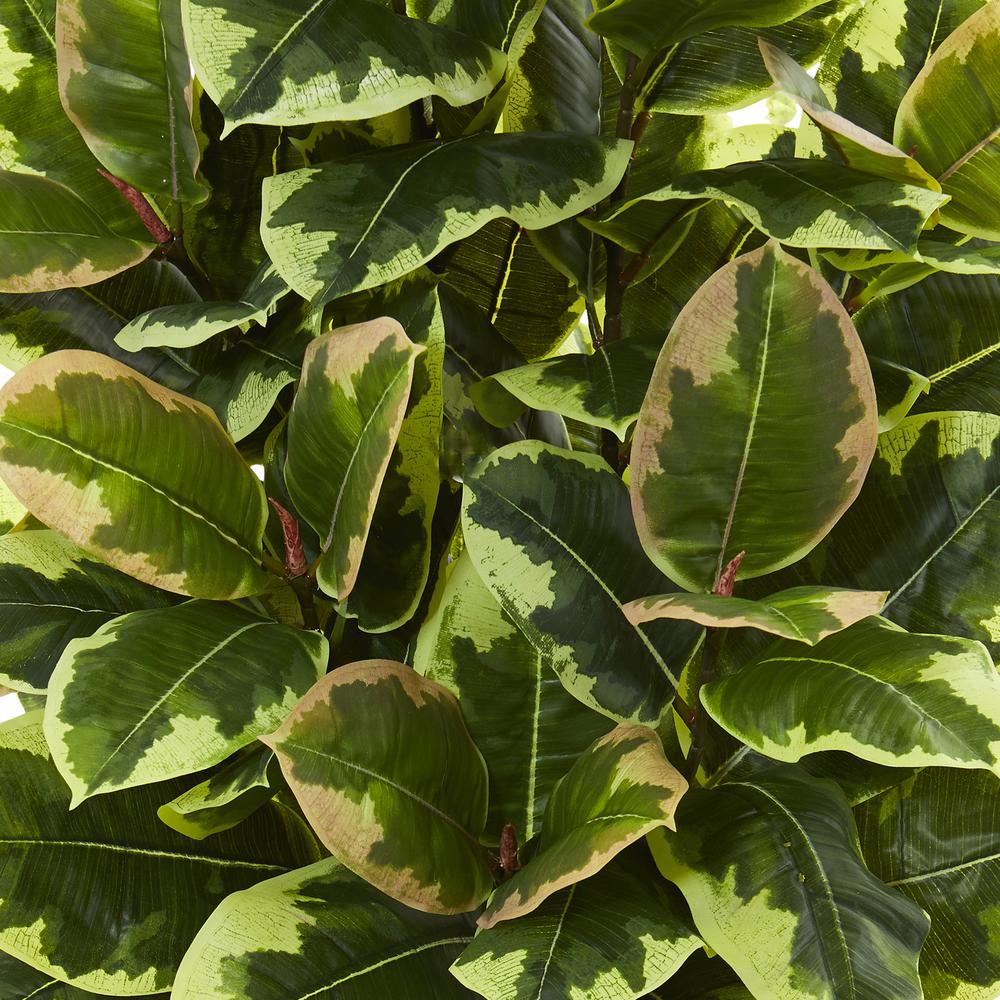 Variegated Rubber Leaf Artificial Plant in White Tower Vase. Picture 2